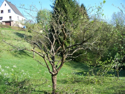 Obstbaumschnitt